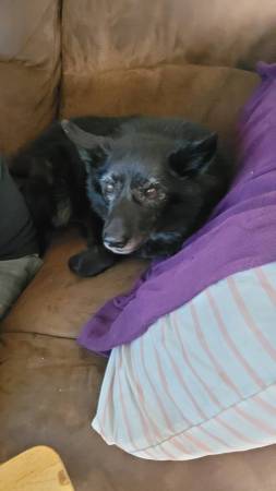 Lost Dog in Mt. Horeb