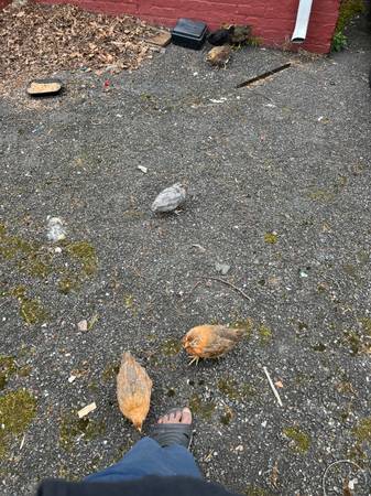 Found Bird in Irvington