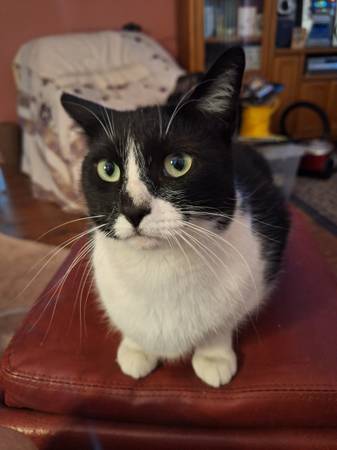 Lost Cat in Tucson