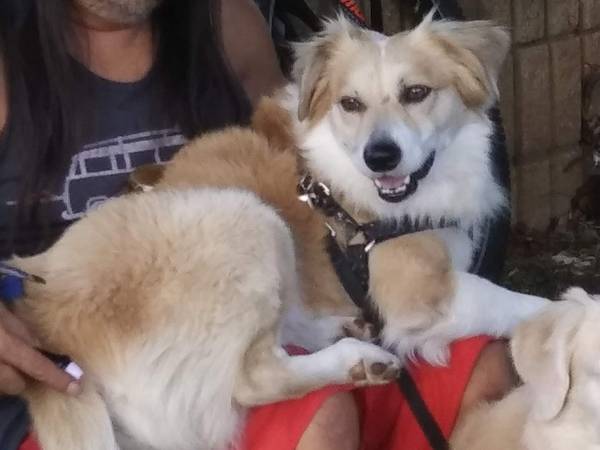 Lost dog