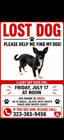 Lost dog