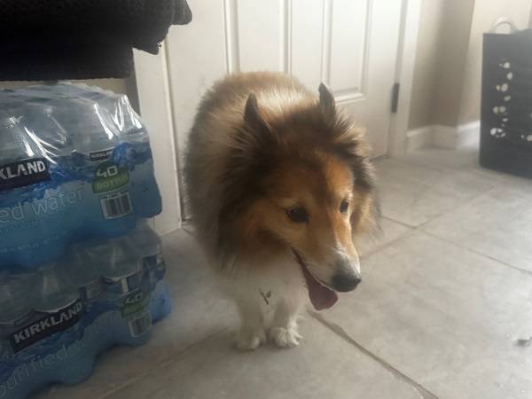 Found dog