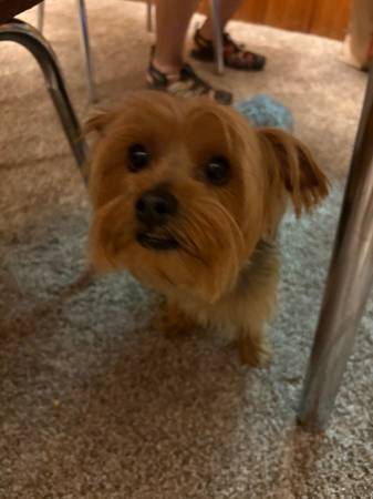 Found dog