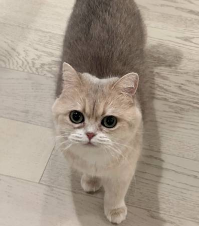 Lost Cat in South Juanita