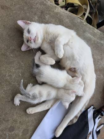 Lost cat