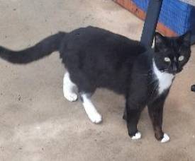 Found cat