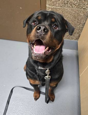 Found Dog in Eugene