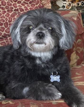 Lost dog
