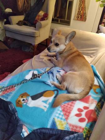 Lost dog