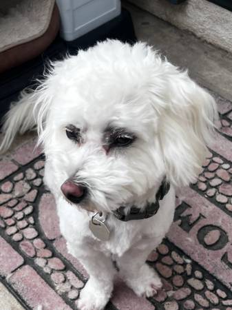 Lost dog