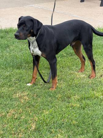 Found dog