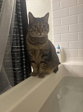 Lost Cat in Spanish Springs