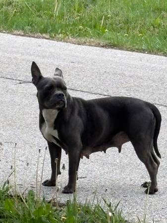 Found dog