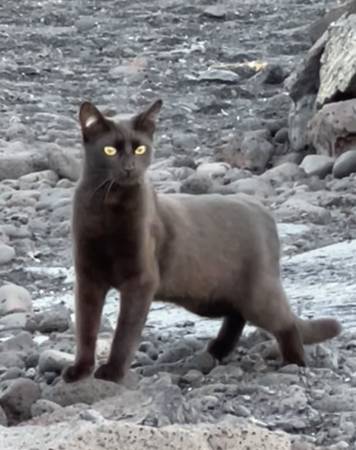Lost cat