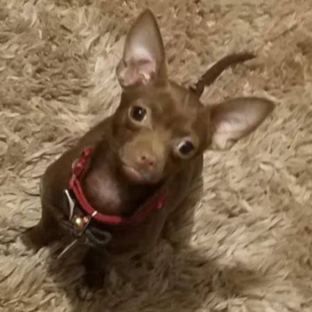 Lost dog