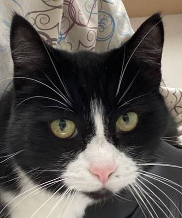 Found cat