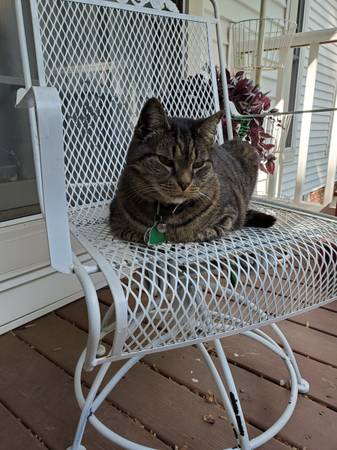 Lost Cat in Occoquan
