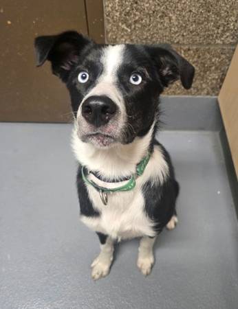 Found Dog in Oregon