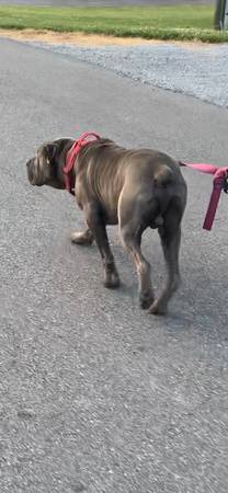 Lost dog