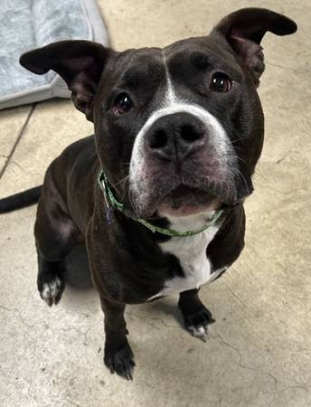 Found Dog in Eugene