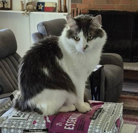Lost cat