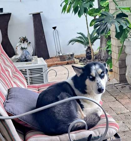 Lost dog