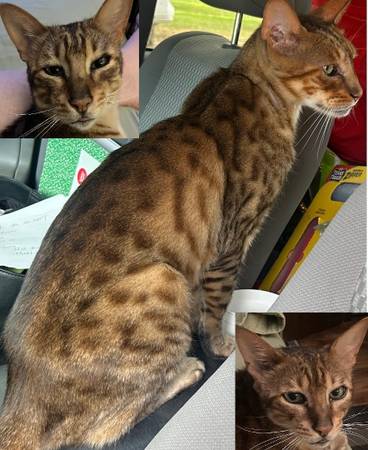 Lost cat