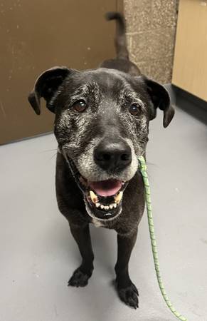 Found dog