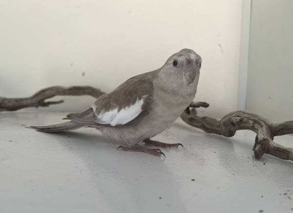 Lost Bird in Port Charlotte