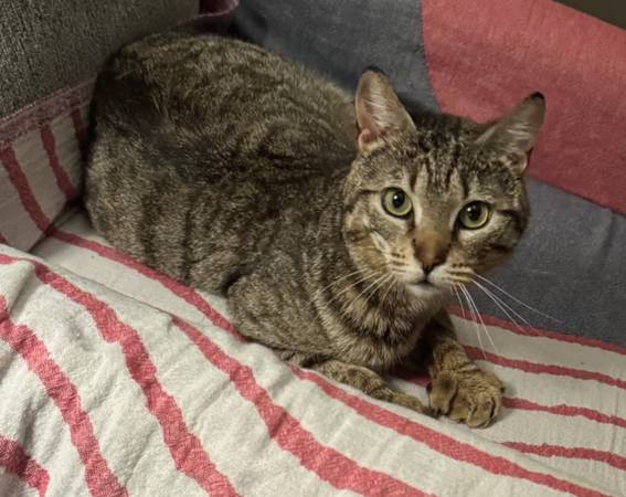 Lost Cat in Clarksboro