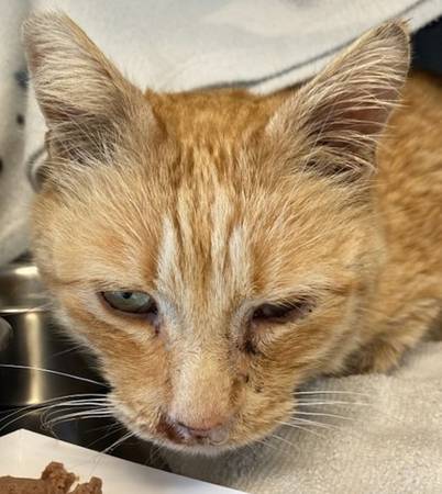 Found cat