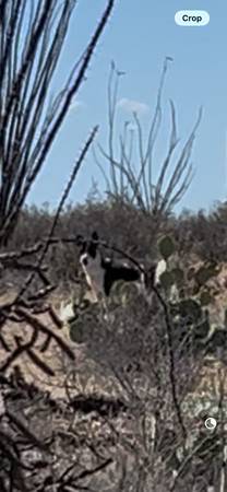 Found Dog in Speedway And Greasewood