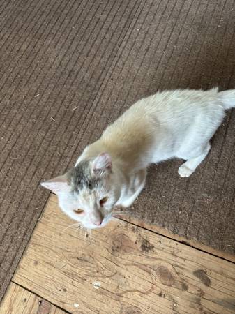 Found Cat in Standish