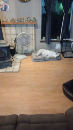 Lost dog