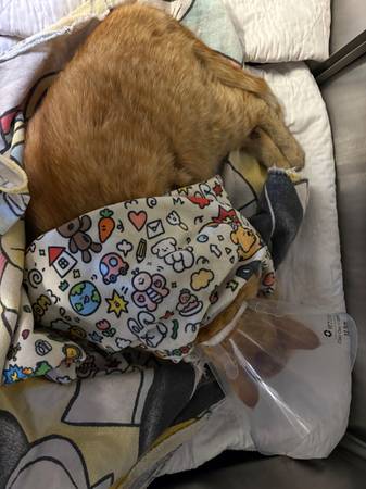 Found cat