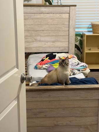Lost cat