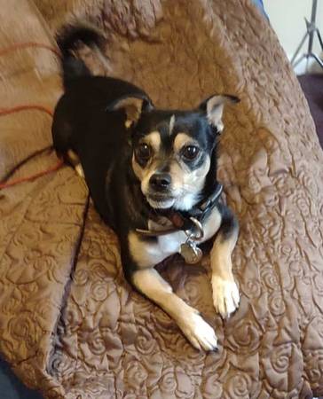 Lost Dog in Snellville