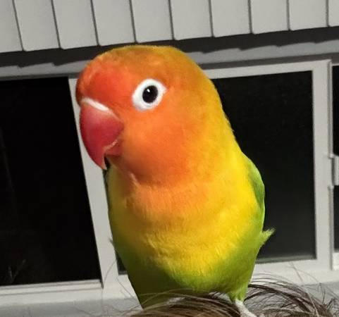 Lost bird