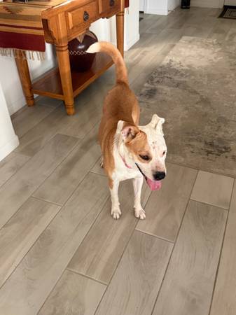 Found dog