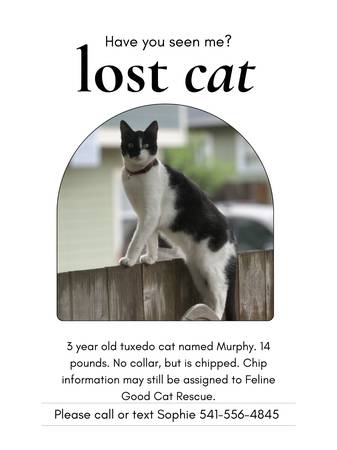Lost cat