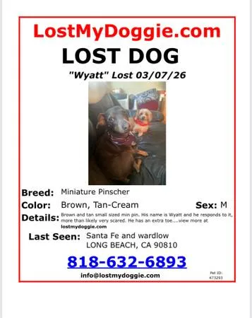 Lost dog
