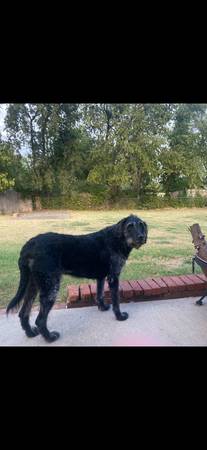 Lost dog