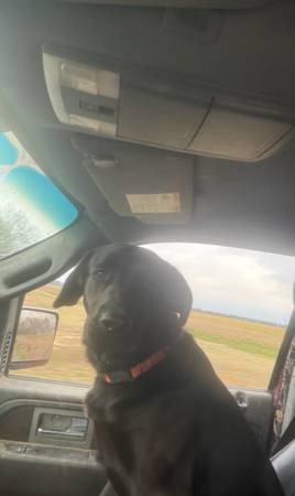 Lost dog