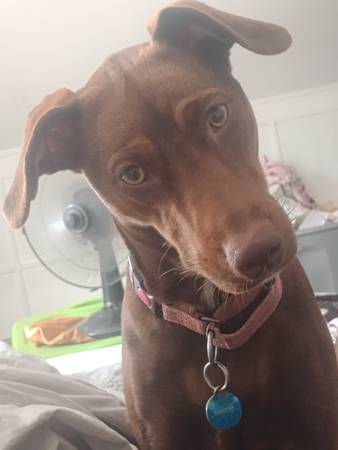 Lost dog