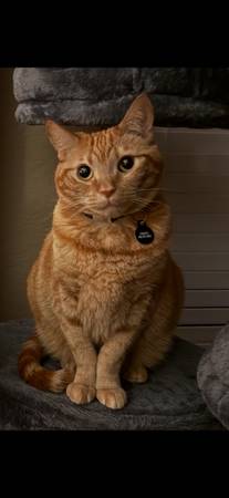 Lost Cat in Lake Forest
