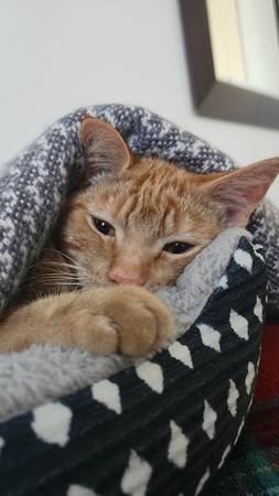 Lost cat