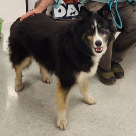 Lost dog