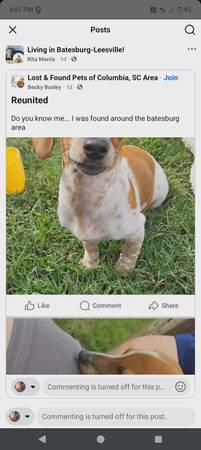 Lost dog
