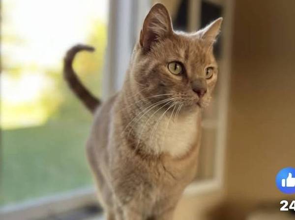 Lost cat