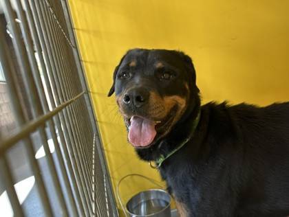 Found Dog in Oakridge